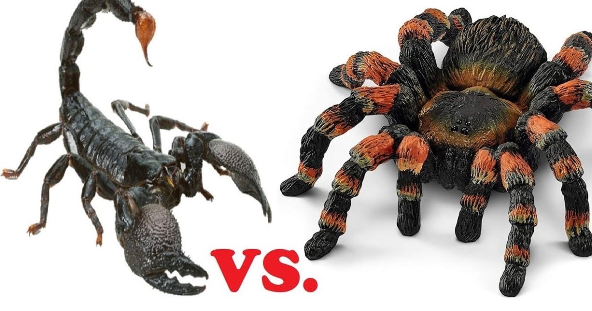 Павуки: холоднокровні вороги скорпіонів