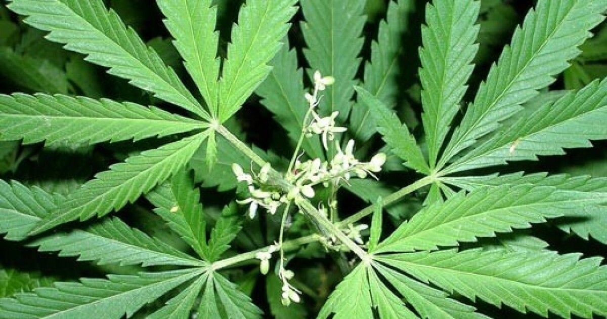 калифорния выращивание марихуаны