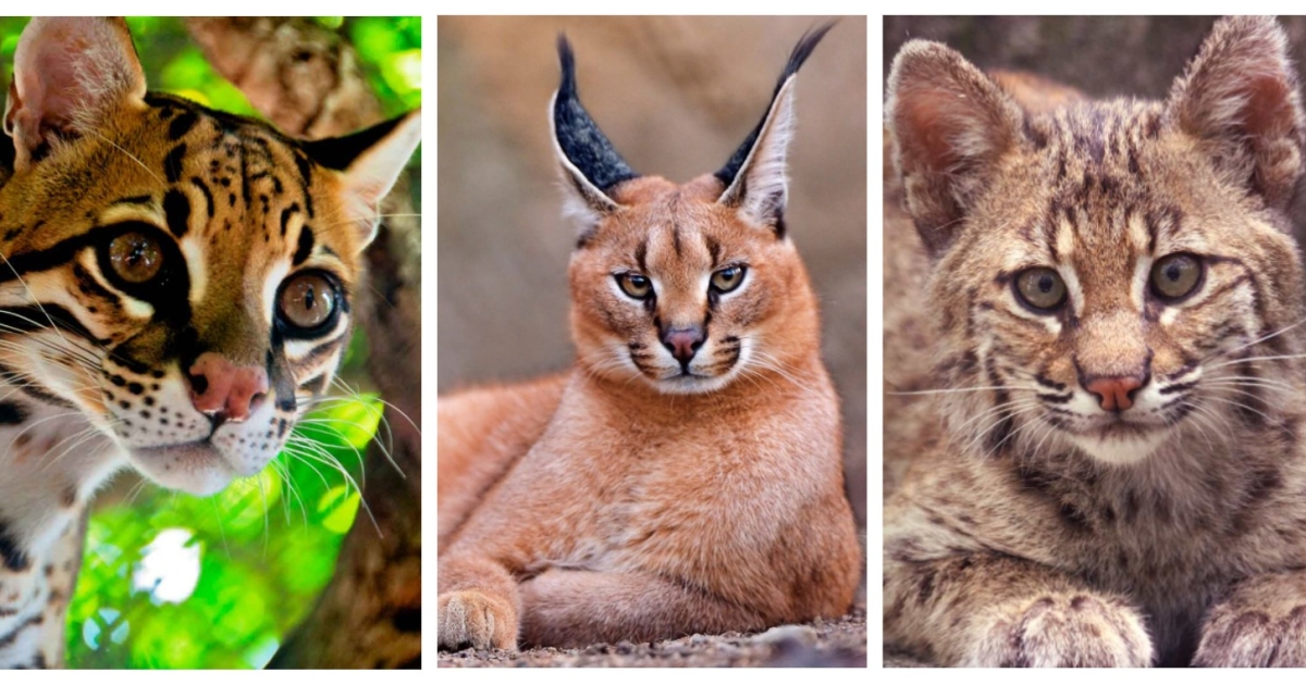 Породы рыжих кошек: особенности, названия пород, фото