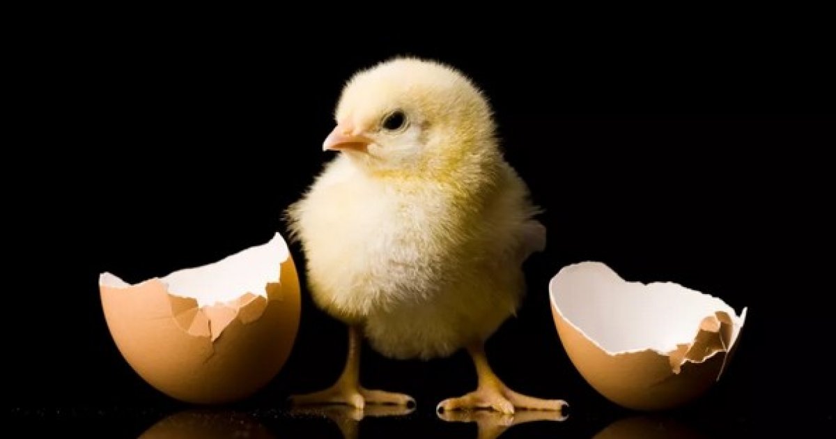 Что было раньше, яйцо или курица? Палеонтологи поставили точку в вечном споре