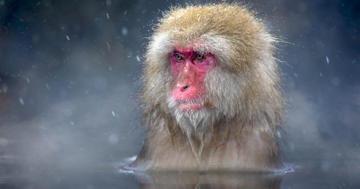 for the first time in 70 years, a female became the leader of local monkeys