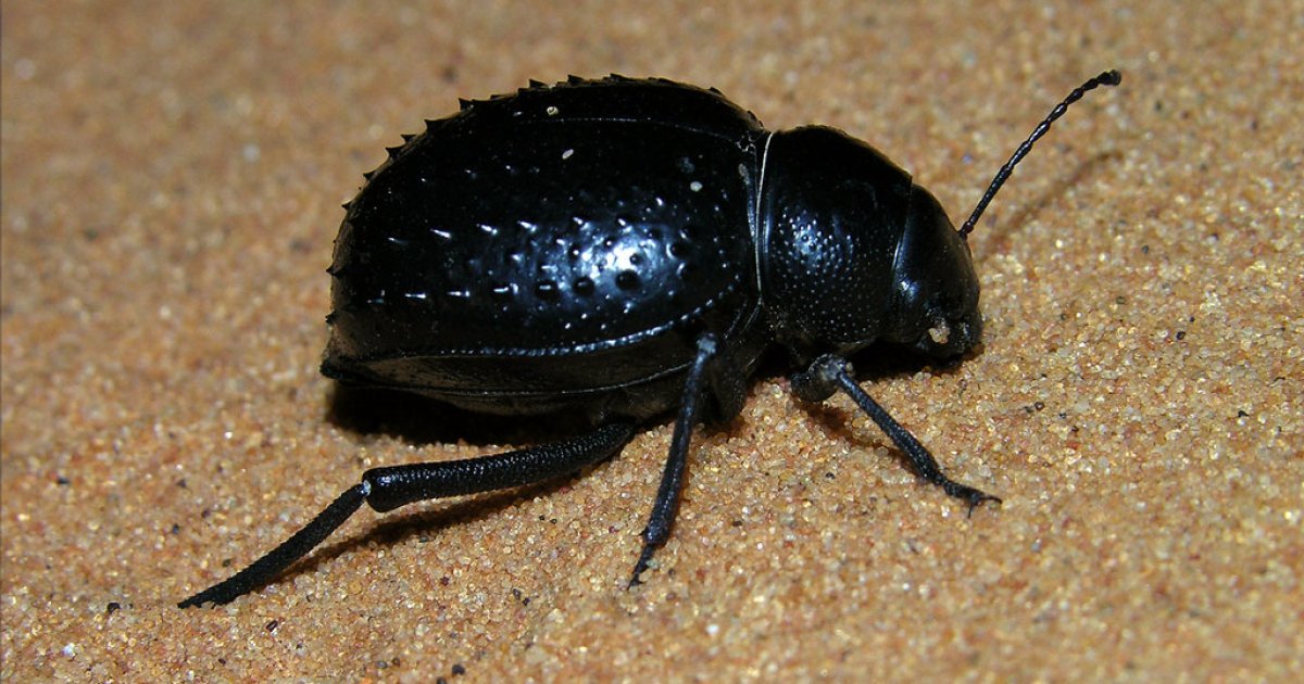 жук скарабей пустыни. жук чернотелка намиб. жук чернотелка пустынный. жук чернотелка. пустынный жук.