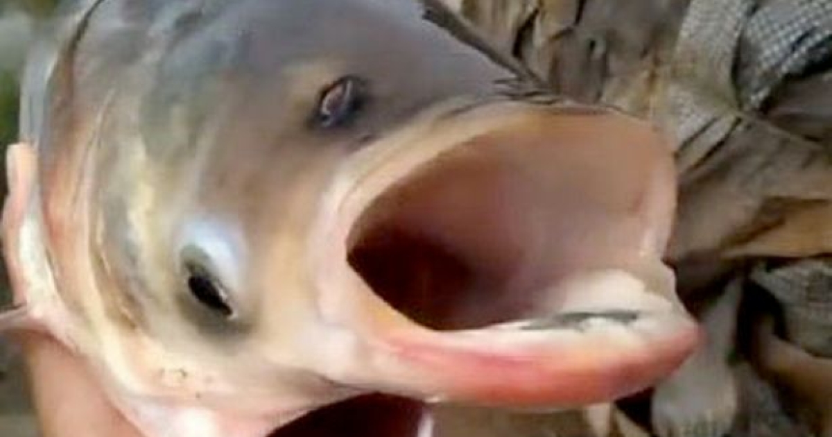 Radiation has nothing to do with it. The mystery of the spooky carp with  two mouths and four eyes is still unsolved (photo) - The News Department
