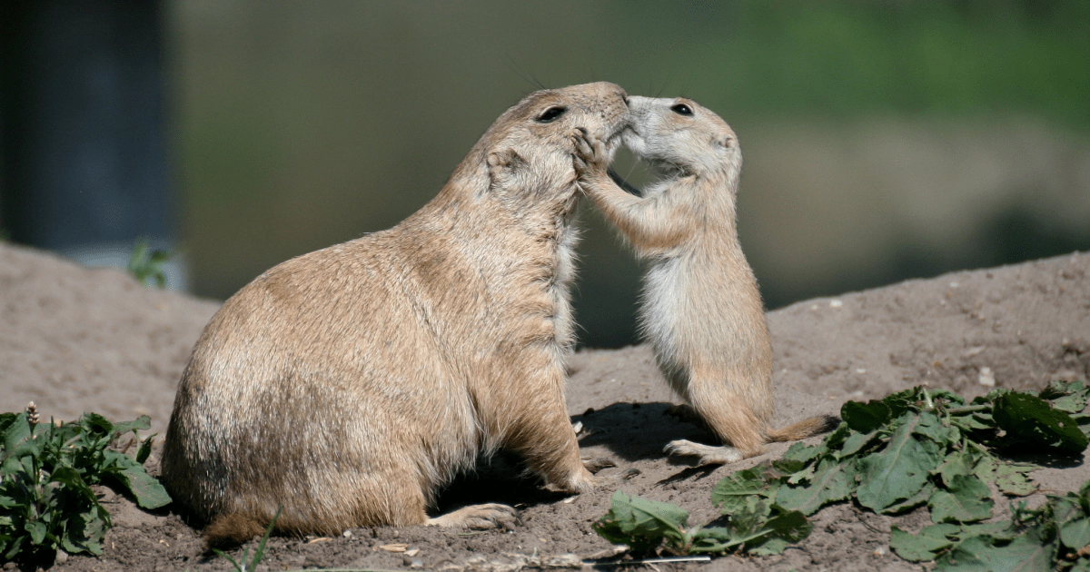 Животные целуются и обнимаются (фото) | Animals kissing, Prairie dog, Funny animals