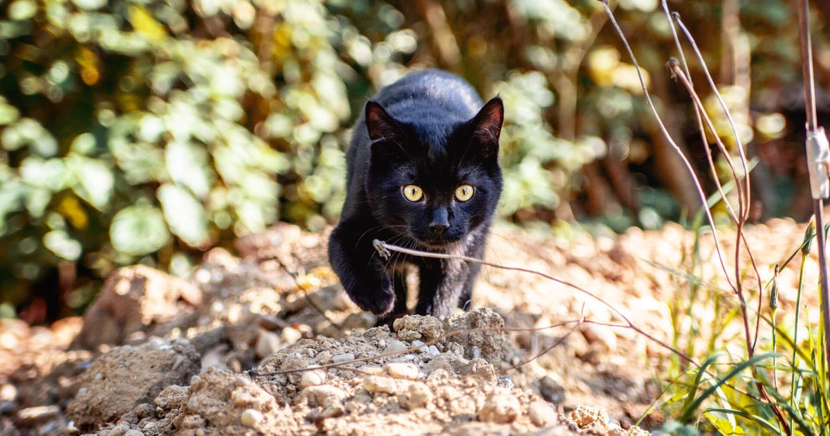 Почему кошки уходят из дома перед смертью, показало исследование