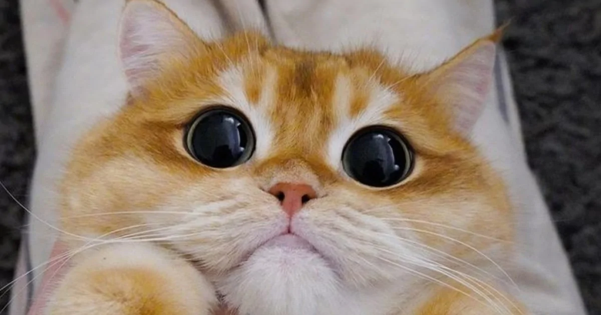 Писка жалап, кот сорып, еркек