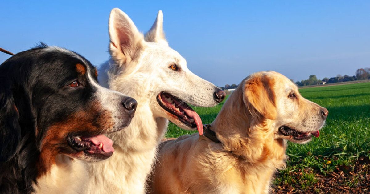 Почему у собаки высунут язык
