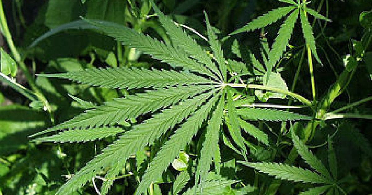 в грузии разрешили марихуану