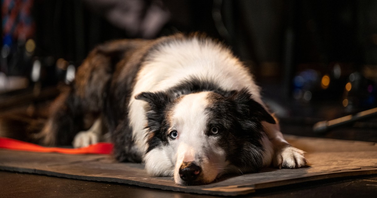 Le chien de Messi du film Anatomy of a Fall est devenu l’invité des Oscars 2024 – vidéo