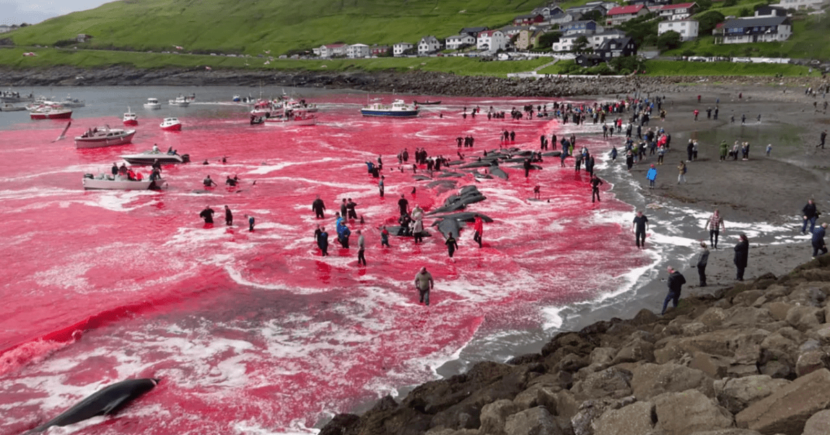 The Controversial Whaling Practices in the Faroe Islands: Ambassador Cruise Lines Apologizes for Tourists Witnessing Whale Hunt