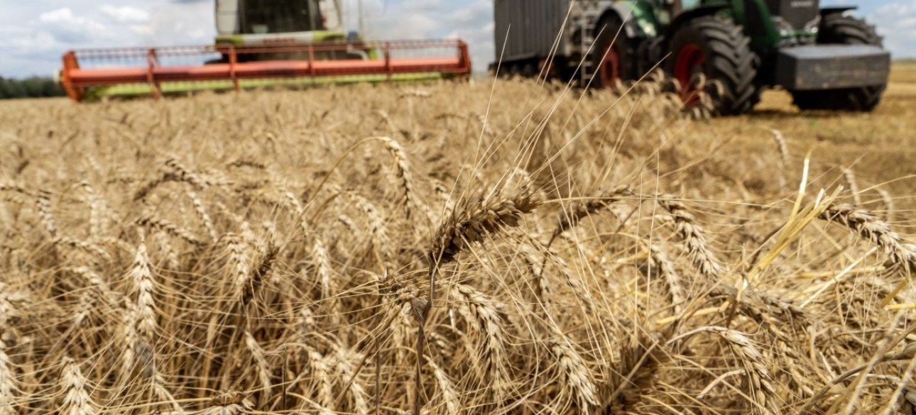 зерно зерно, урожай, украина, комбайн