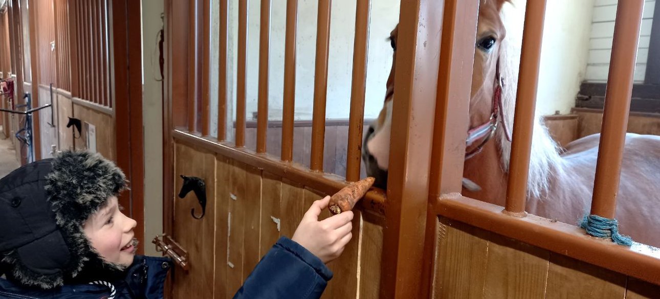 кінний клуб, кінний клуб київ, коні, допомога тваринам