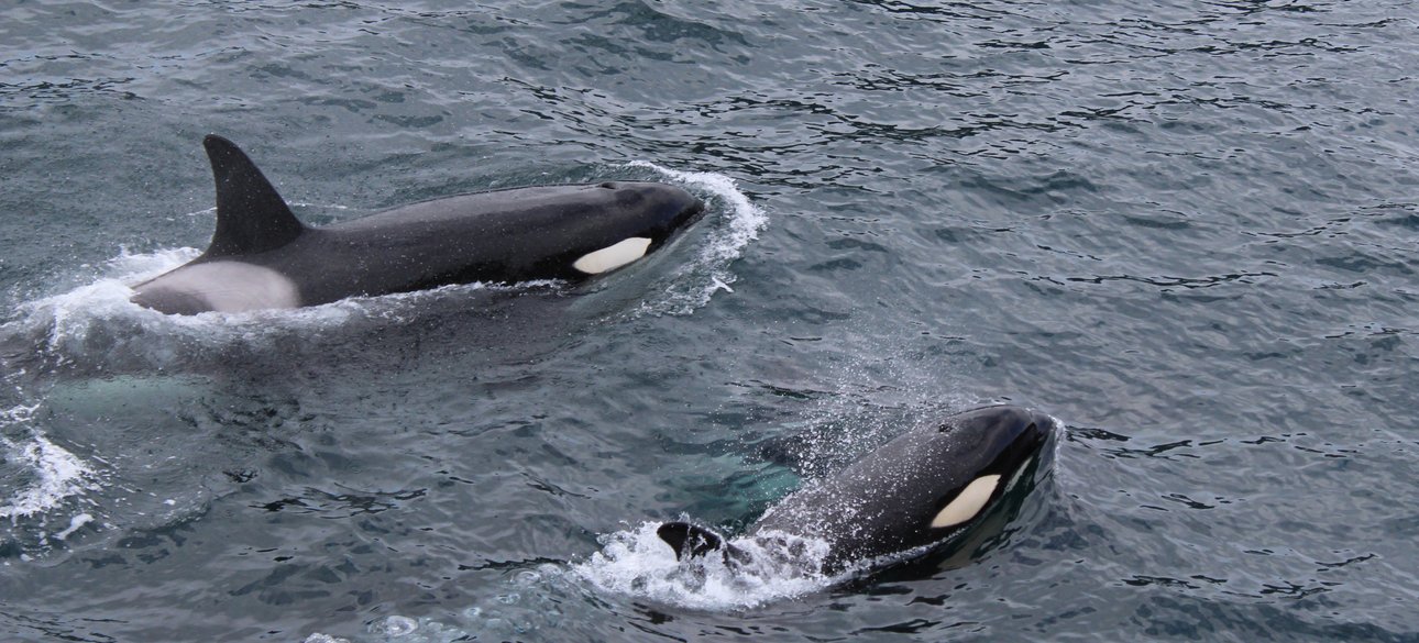 океания, интересы сша в океании, австралия и китай, противостояние австралии и китая, соперничество австралии и китая, австралия и китай отношения,