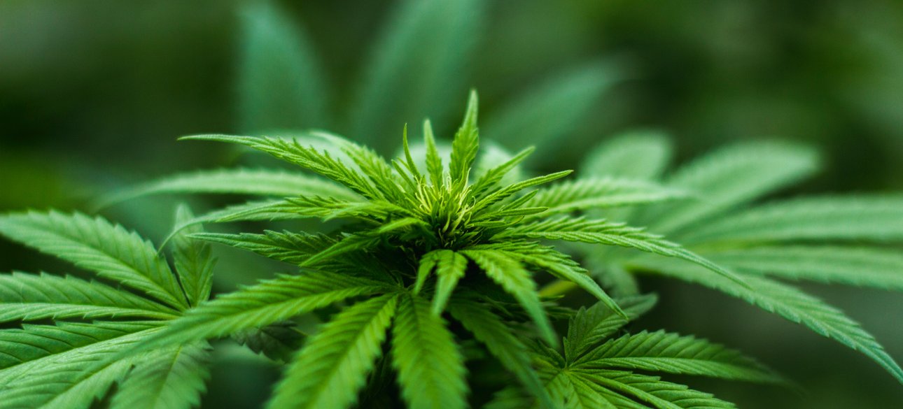 каннабис, конопля, марихуана