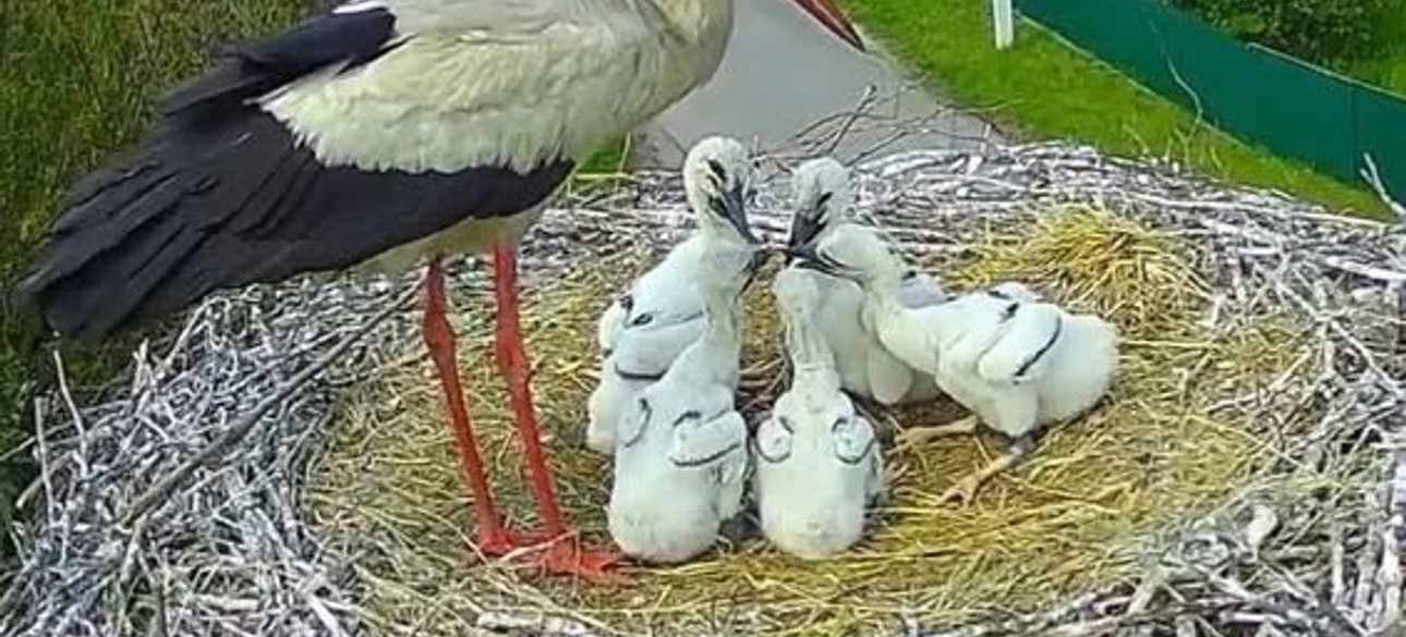 канал про лелек, лелека Грицько, Грицик та Одарка, Одарка і Грицик, в заповіднику встановили камеру, заповідник, пташиний заповідник, рятування птахів, рятування лелек, рятування пташенят, лелеченя катруся