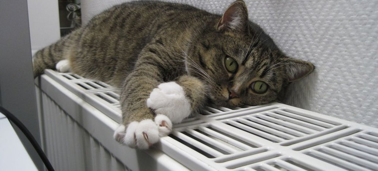 кот, отопление, батарея