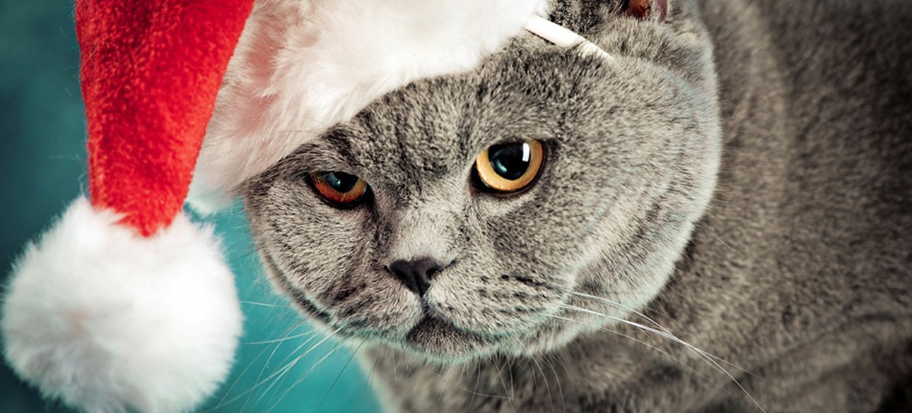 Фото: открытые источники