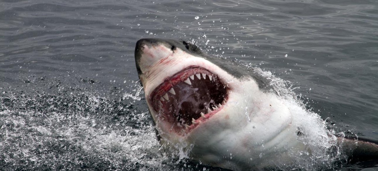 акула, єгипет, росіянин