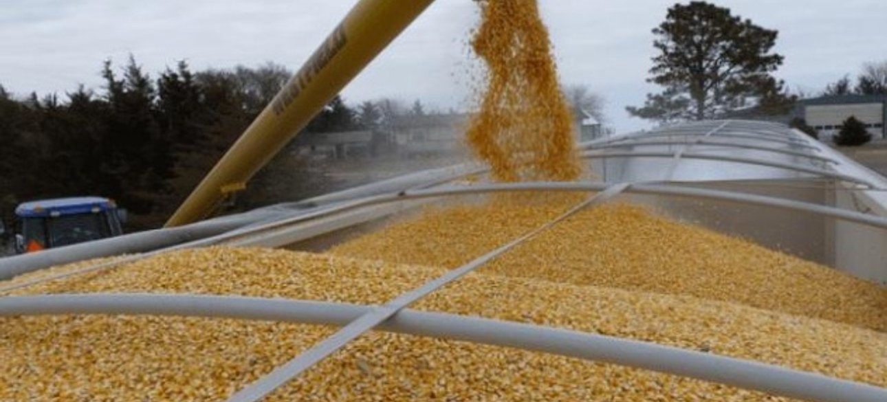 зерно, агропродукция, сельское хозяйство, экспорт