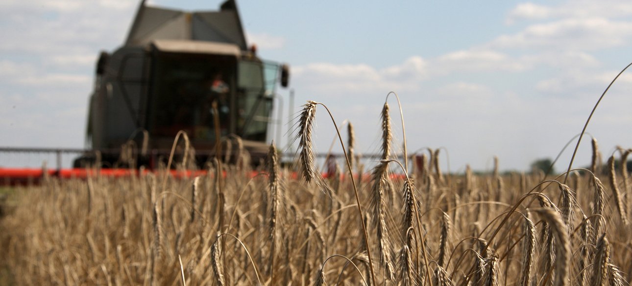 зернові, зерно, українська агропродукція