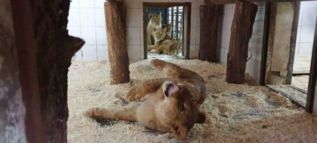 Непохитний Екопарк: як вижило під обстрілами унікальне місце під Харковом і чому воно продовжує фінансуватися