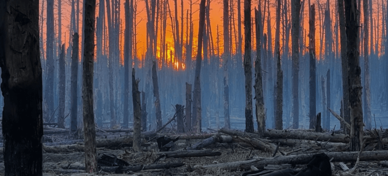 Серебрянський ліс повалені дерева