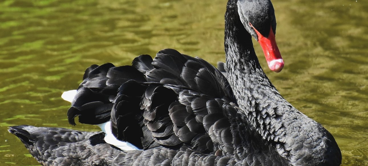 "Черный лебедь" прилетает незаметно...