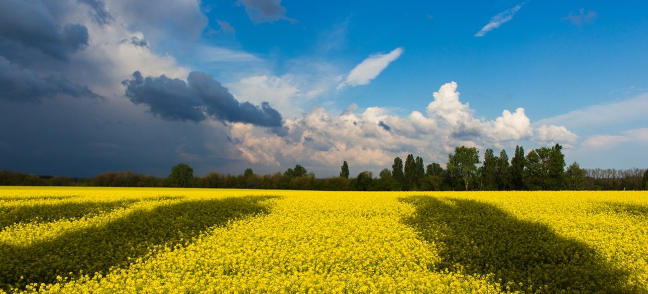 Україна, прапор, майбутнє