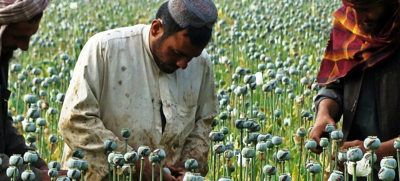 Поля опійного маку в Афганістані