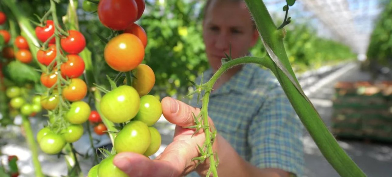 овощи, сельское хозяйство, цены, продукты