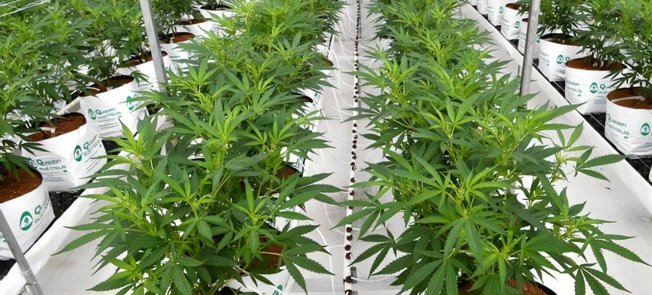 Каннабис выращивают промышленным способом