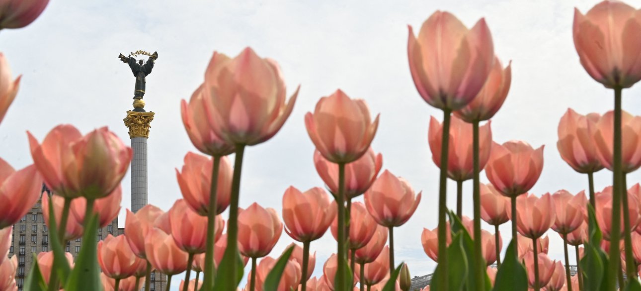 тюльпани на Майдані Незалежності в Києві