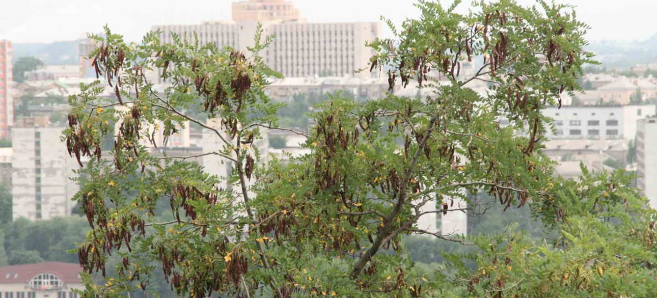 Центр Донецьк - фото з терiкона