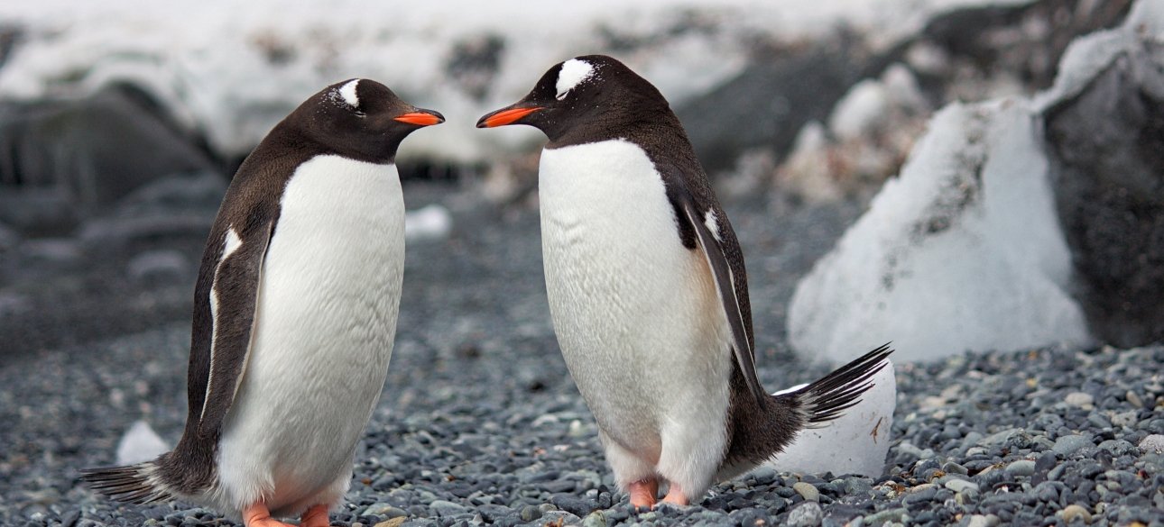 Pinguine, Antarktis