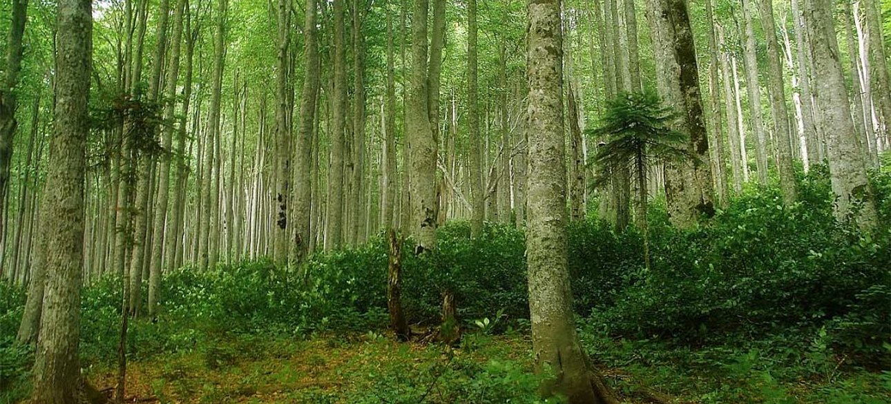 Буковые леса Карпат