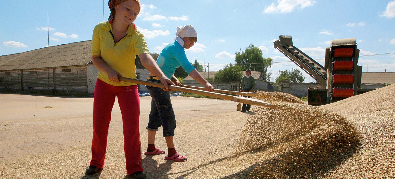 зерно, сырье