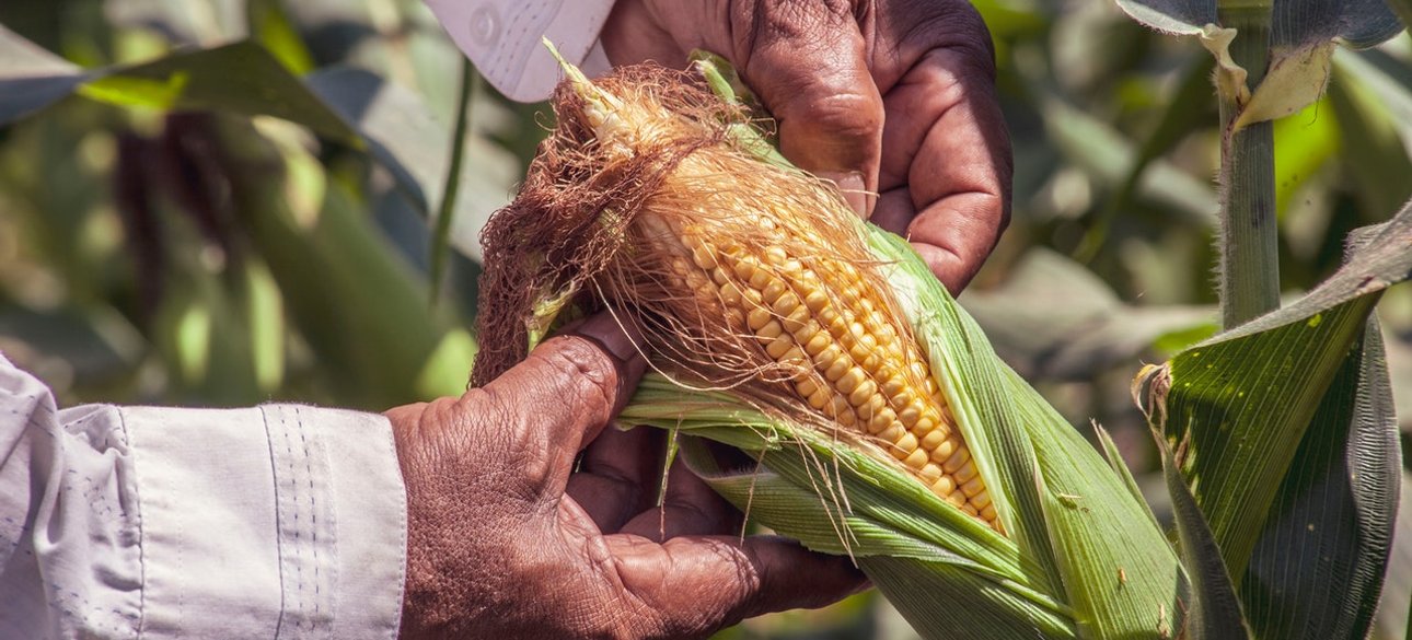 Растущая кукуруза