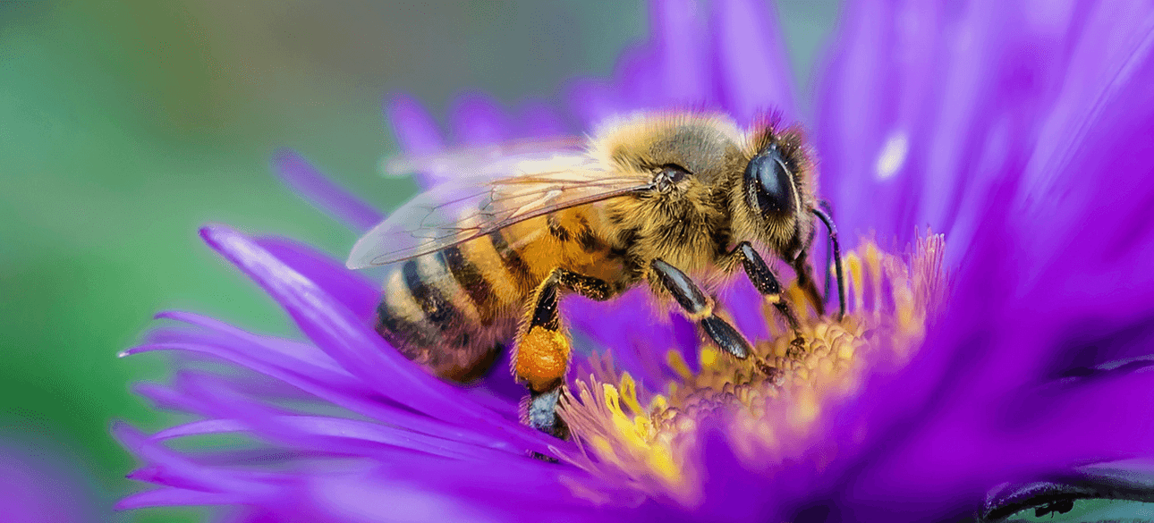 Пчела