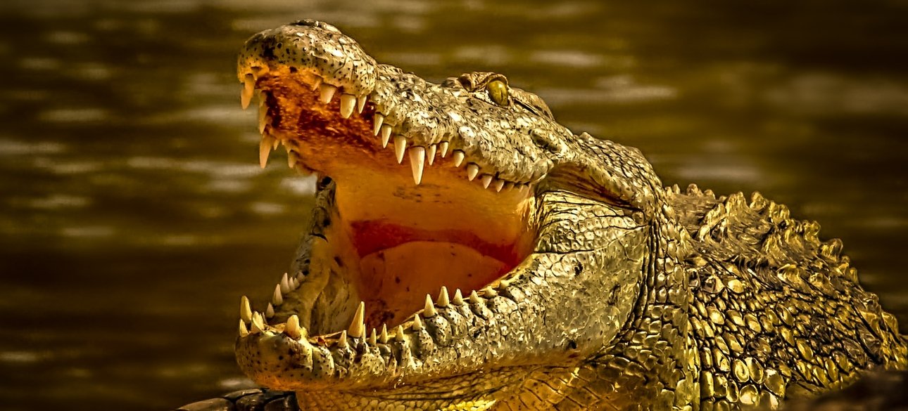 крокодил, хижак, зуби