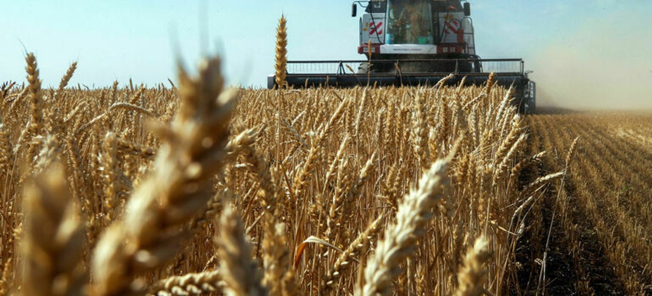 зерно, комбайн, сельское хозяйство