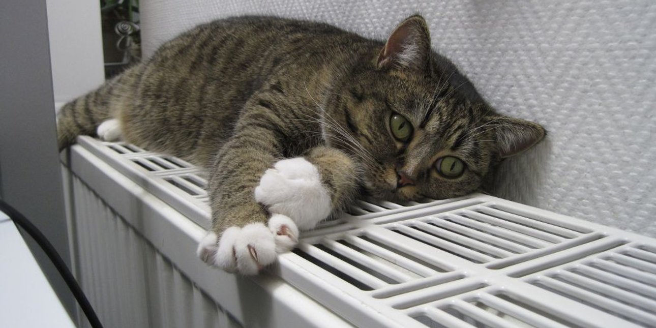 кот, отопление, батарея