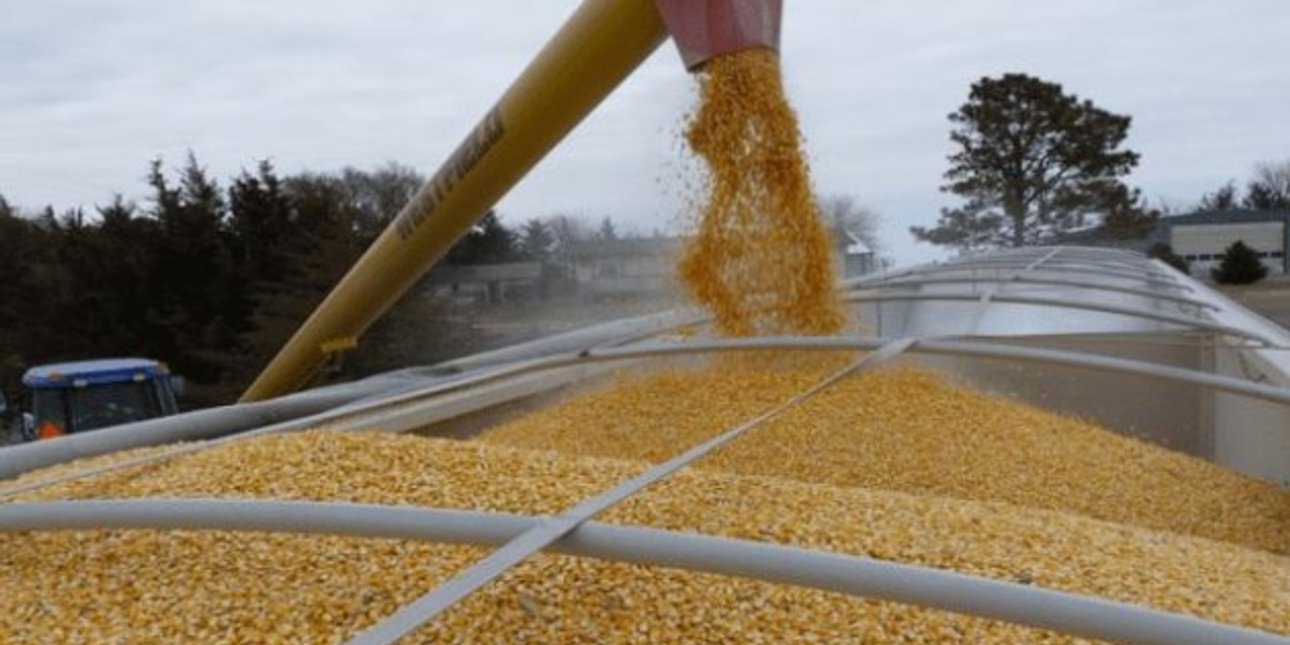 зерно, агропродукция, сельское хозяйство, экспорт