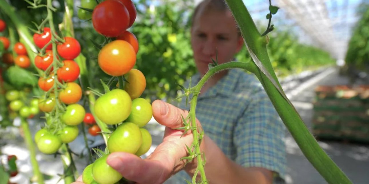 овощи, сельское хозяйство, цены, продукты
