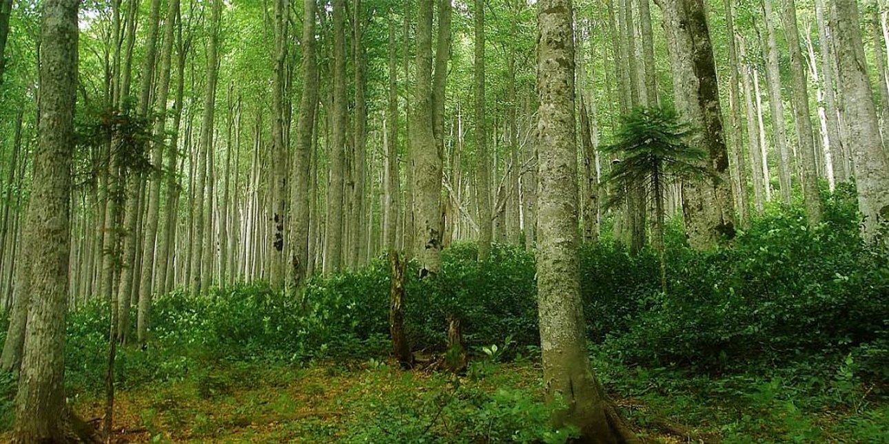 Букові ліси Карпат
