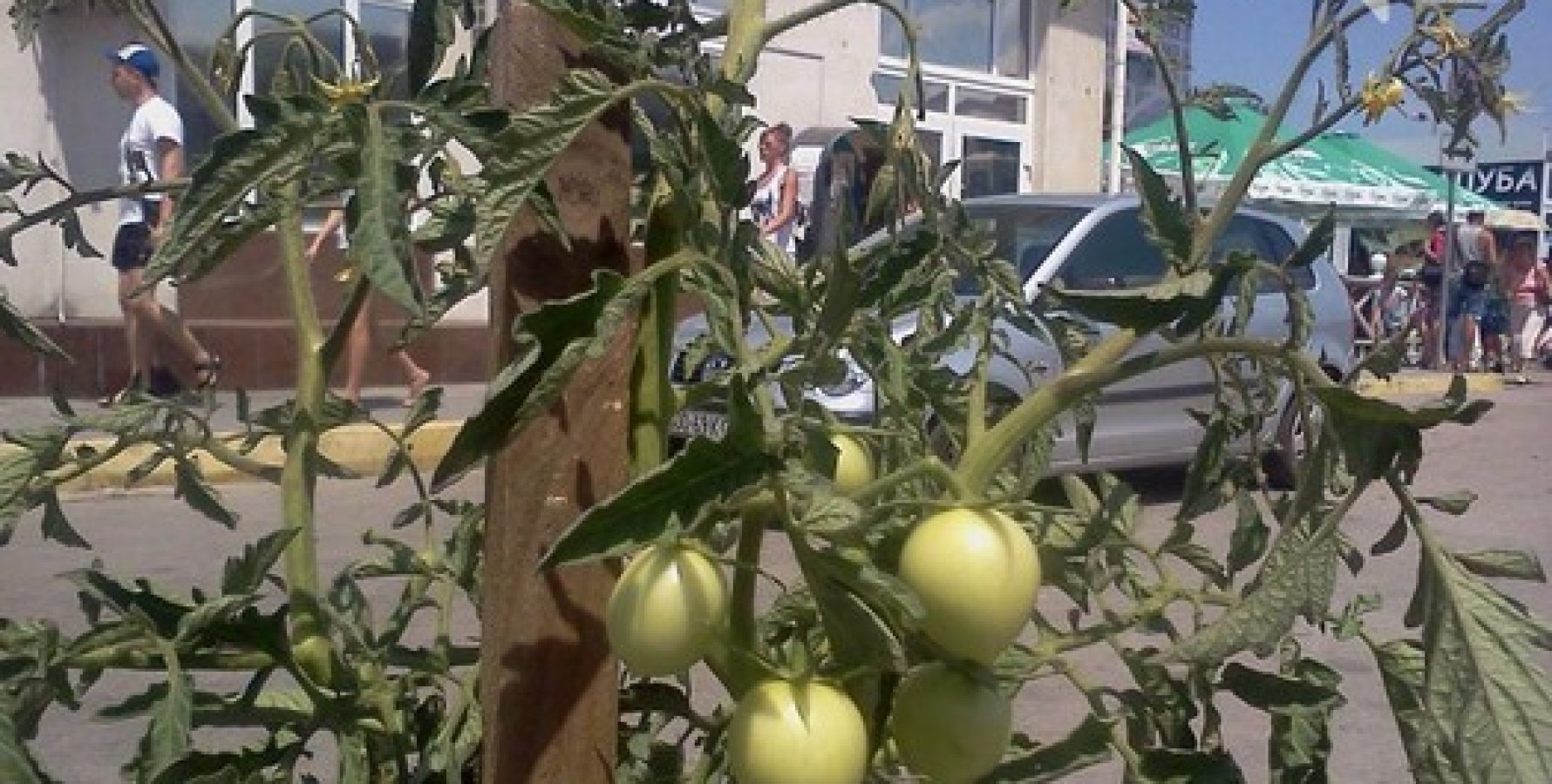 В Севастополе в клумбах вместо цветов растут помидоры ФОКУС