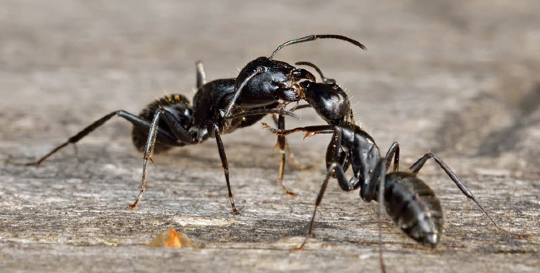 Черный муравей. Спаривание муравьев. Большие черные муравьи. Муравьи спариваются.