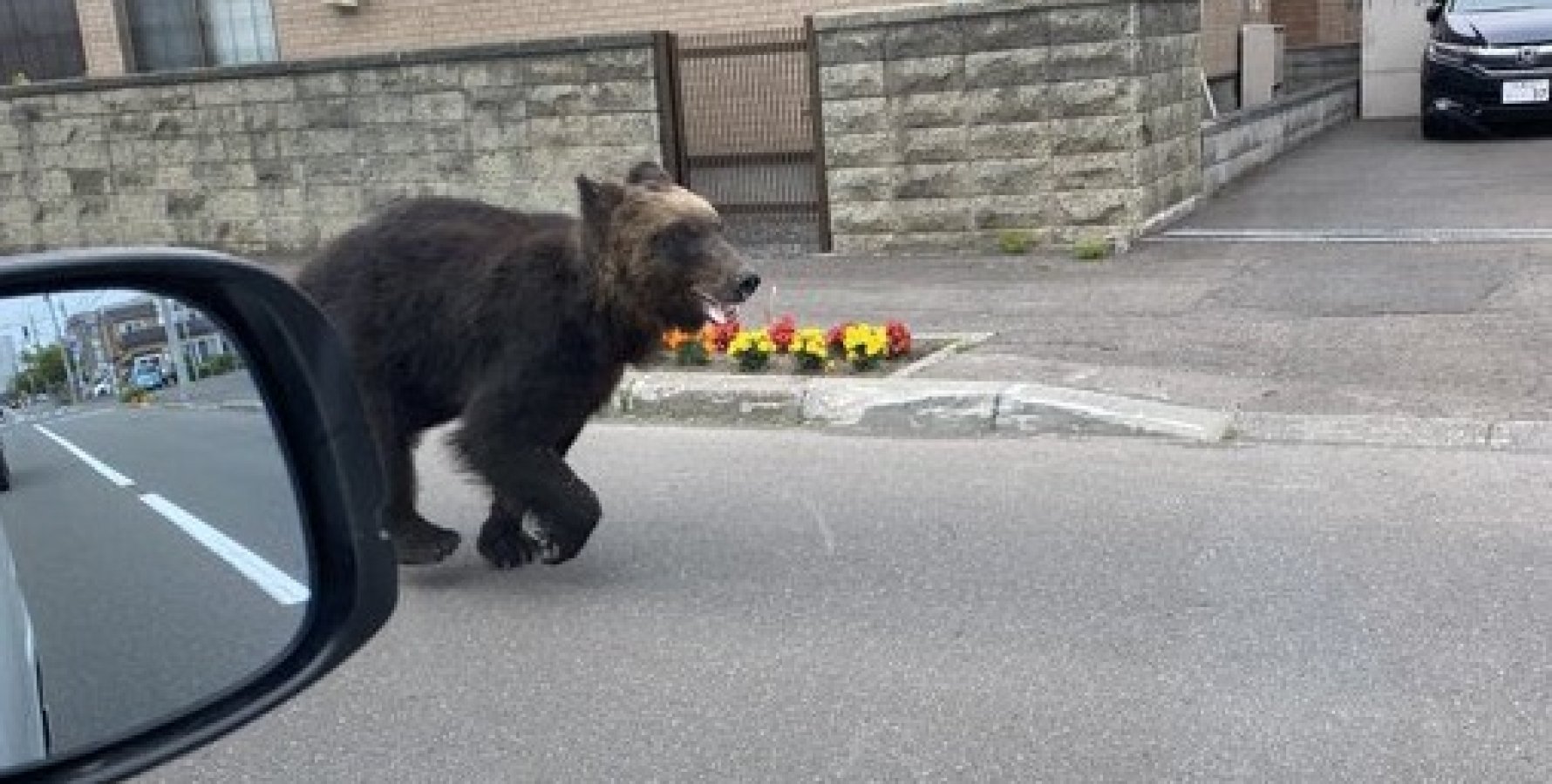 Медведь бизнес авто красноярск