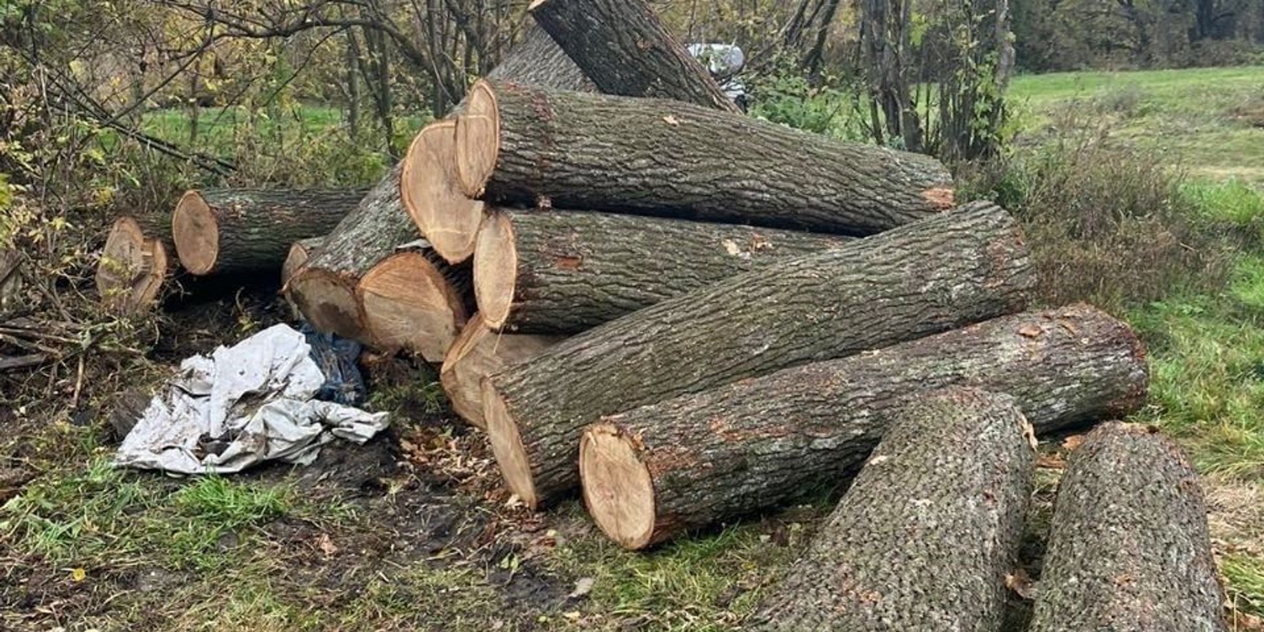 Штрафи до 34 000 грн: що можна збирати в лісі та коли за заготівлю дров карають