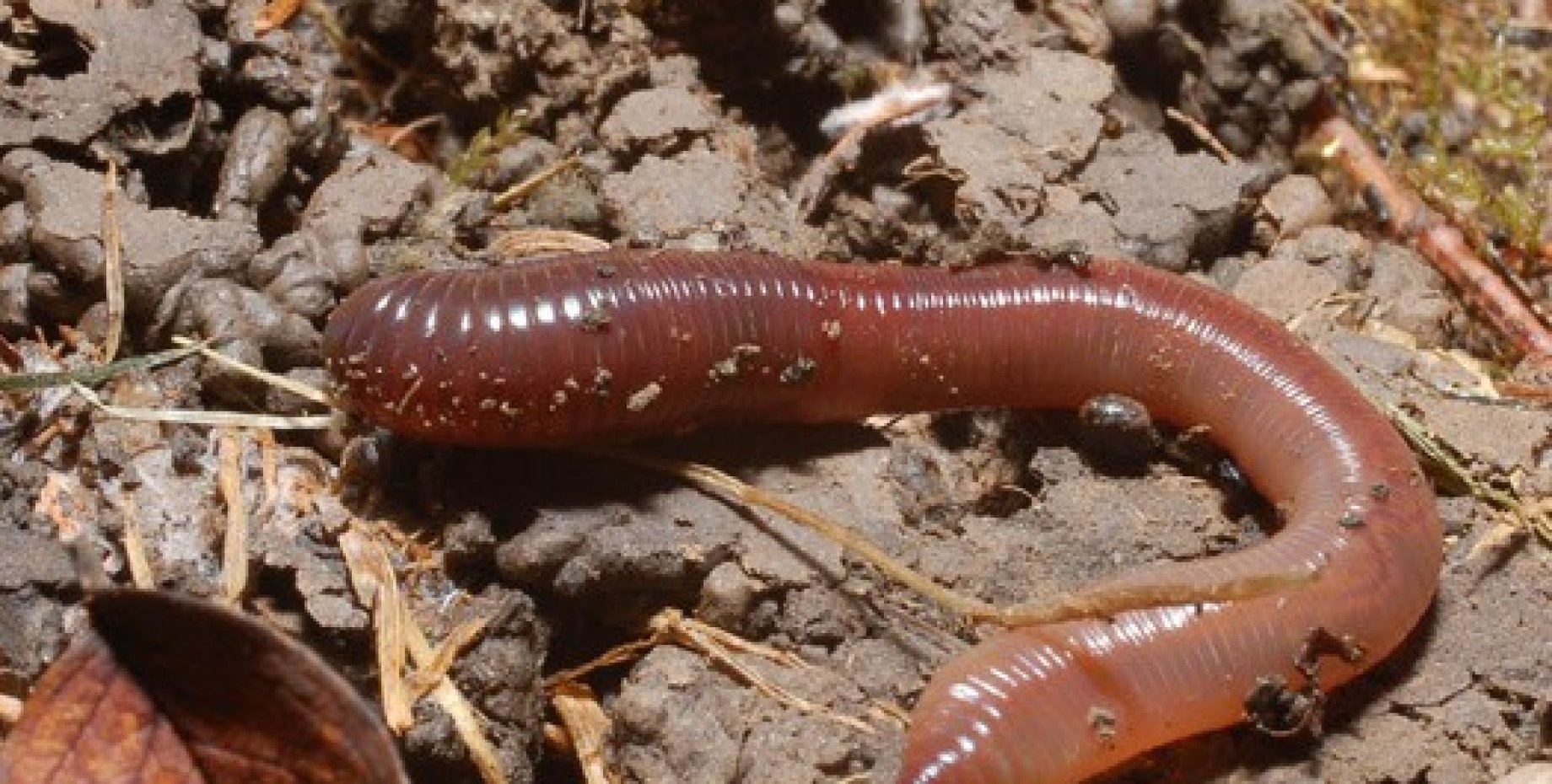 Малощетинковые дождевой червь. Кольчатые черви дождевые. Желтый земляной червяк. Червь дождевик. Красный калифорнийский червь.