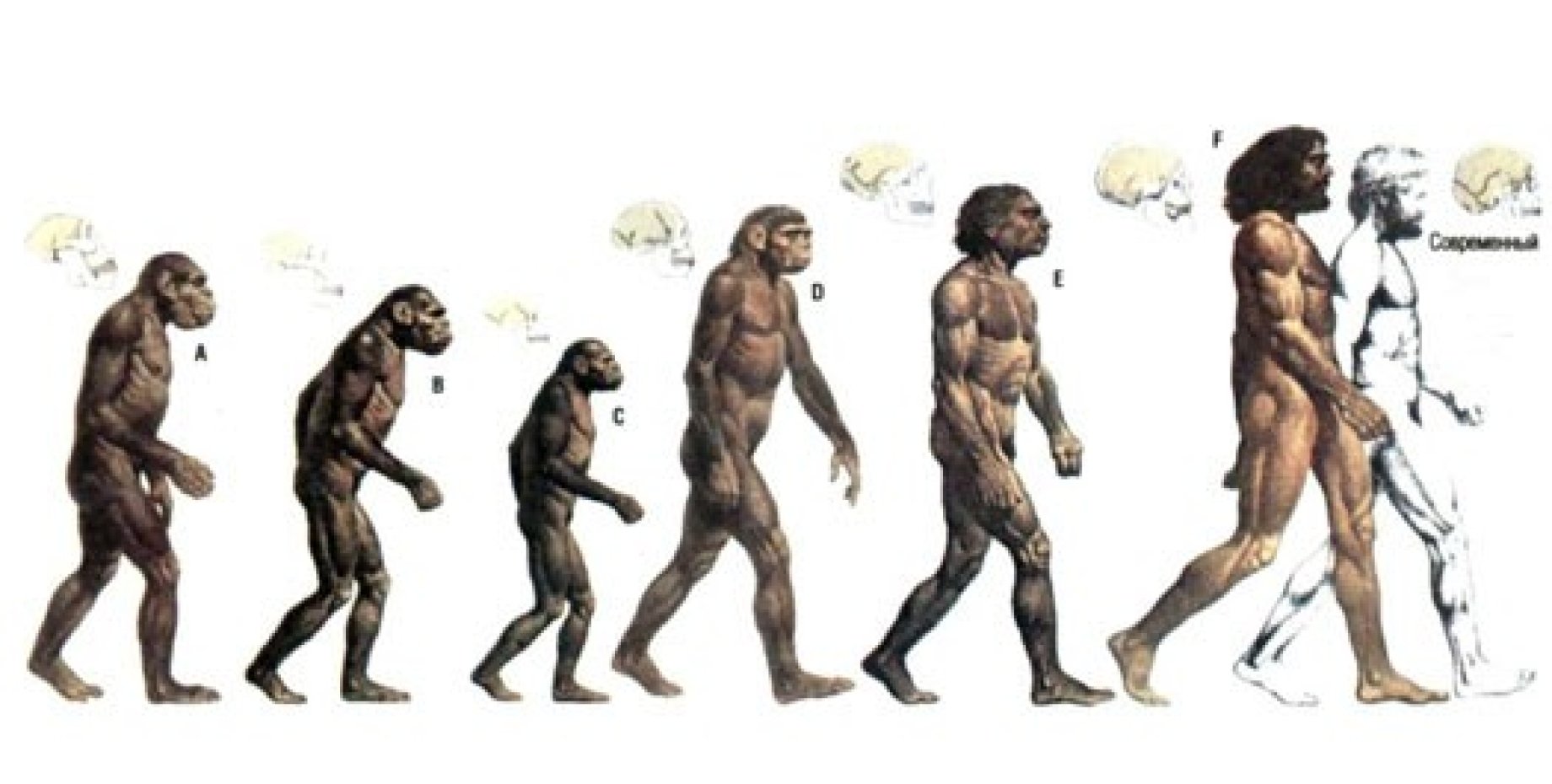 Укажите виды человека. Теория Дарвина о эволюции человека. Происхождение человека хомо сапиенс Эволюция. Чарльз Дарвин Эволюция человека. Чарльз Дарвин теория эволюции человека.